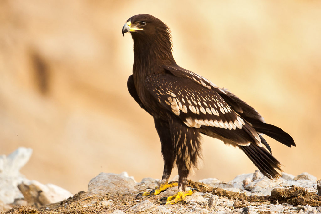 Schelladler, Aquila clanga, Spotted Eagle, vögel, birds, greifvögel, Accipitriformes, raptors, adler, eagle, juvenil