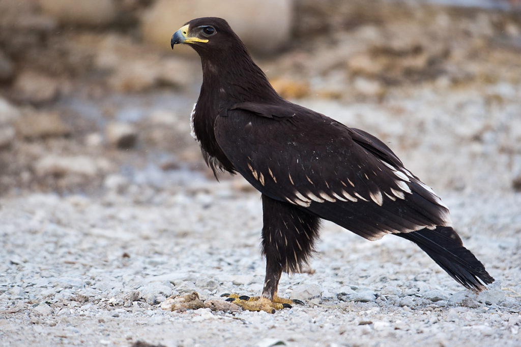 Schelladler, Aquila clanga, Spotted Eagle, vögel, birds, greifvögel, Accipitriformes, raptors, adler, eagle, juvenil