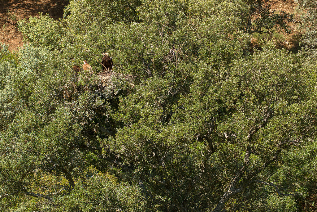 Spanischer Kaiseradler, Aquila adalberti, Spanish Imperial Eagle, Iberian Imperial Eagle, Adalbert's Eagle, greifvögel, Accipitriformes, raptors, vögel, birds, horst, nest