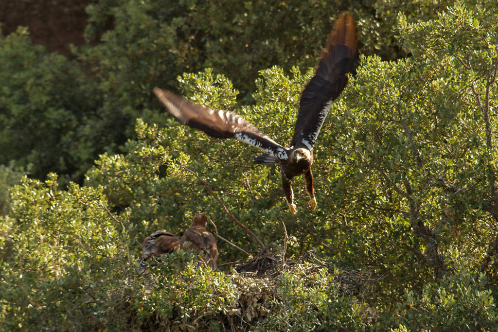 Spanischer Kaiseradler, Aquila adalberti, Spanish Imperial Eagle, Iberian Imperial Eagle, Adalbert's Eagle, greifvögel, Accipitriformes, raptors, vögel, birds, horst, nest