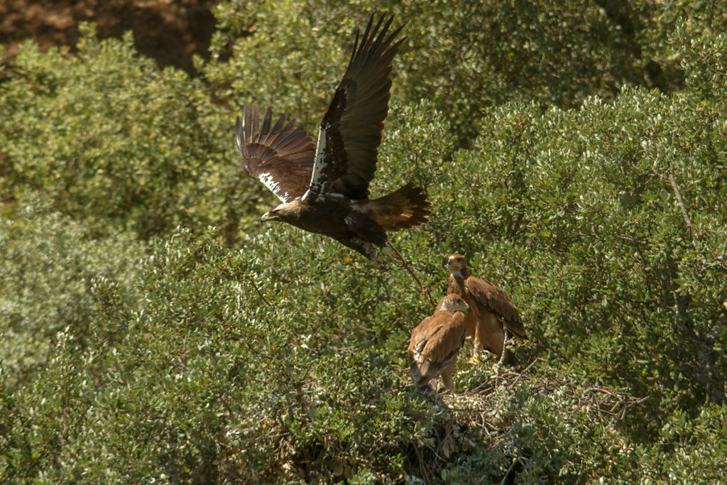 Spanischer Kaiseradler, Aquila adalberti, Spanish Imperial Eagle, Iberian Imperial Eagle, Adalbert's Eagle, greifvögel, Accipitriformes, raptors, vögel, birds, horst, nest