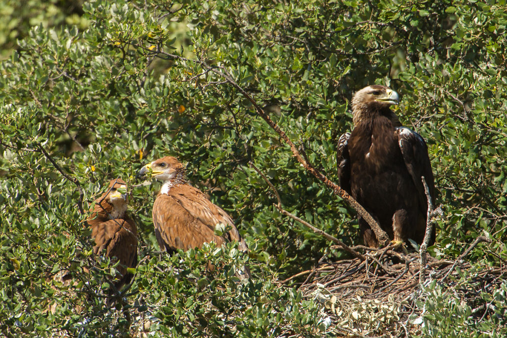 Spanischer Kaiseradler, Aquila adalberti, Spanish Imperial Eagle, Iberian Imperial Eagle, Adalbert's Eagle, greifvögel, Accipitriformes, raptors, vögel, birds, horst, nest