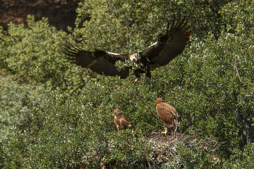 Spanischer Kaiseradler, Aquila adalberti, Spanish Imperial Eagle, Iberian Imperial Eagle, Adalbert's Eagle, greifvögel, Accipitriformes, raptors, vögel, birds, horst, nest