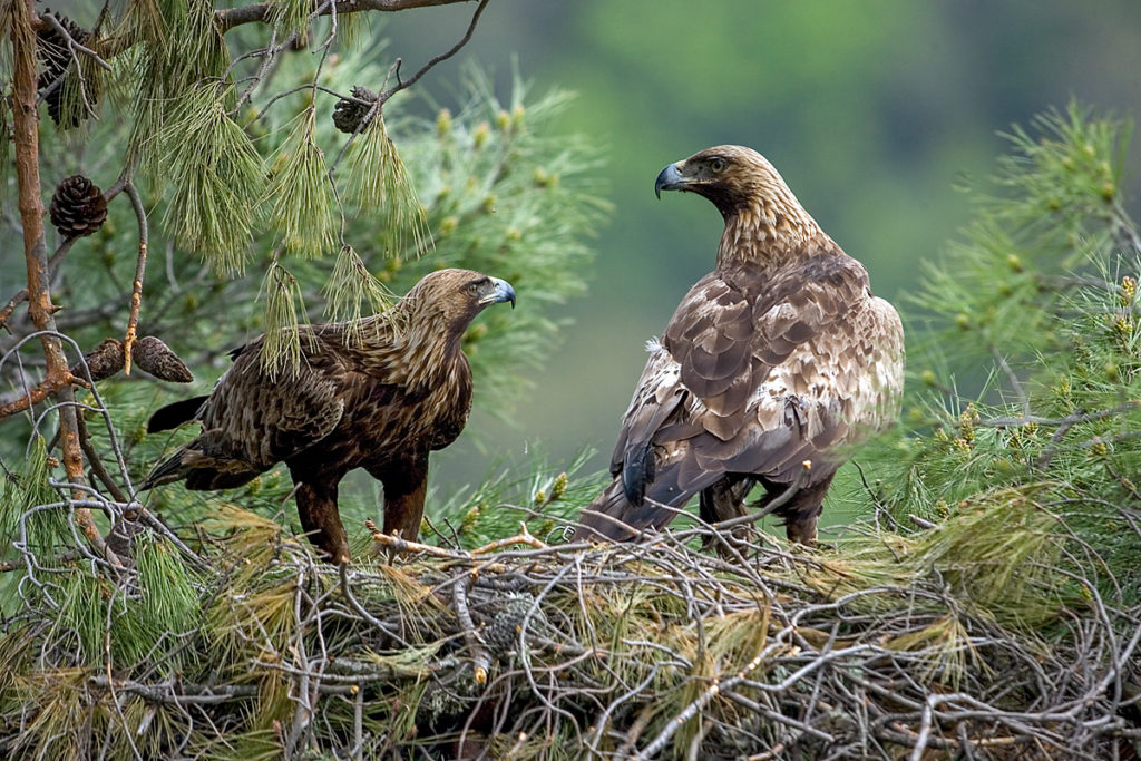 Steinadler, Aquila chrysaetos, Golden Eagle, vögel, birds, greifvögel, Accipitriformes, raptors, adler, eagle, nest, horst, altvogel