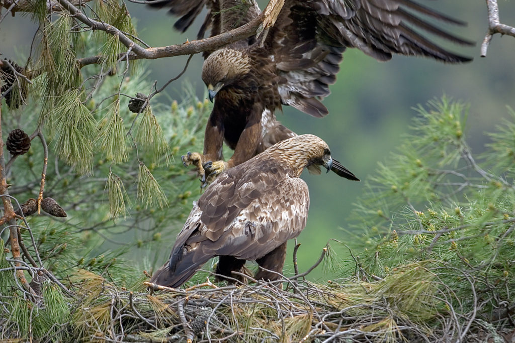 Steinadler, Aquila chrysaetos, Golden Eagle, vögel, birds, greifvögel, Accipitriformes, raptors, adler, eagle, nest, horst, altvogel