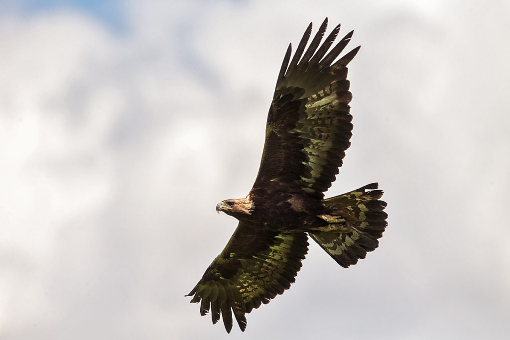 Steinadler, Aquila chrysaetos, Golden Eagle, vögel, birds, greifvögel, Accipitriformes, raptors, adler, eagle, flug, unterseite