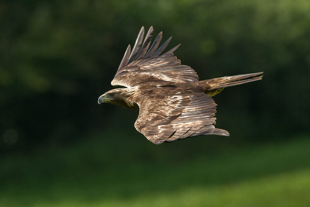 Steinadler, Aquila chrysaetos, Golden Eagle, vögel, birds, greifvögel, Accipitriformes, raptors, adler, eagle, flug, oberseite, fliegender