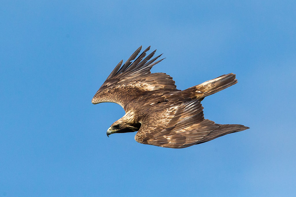 Steinadler, Aquila chrysaetos, Golden Eagle, vögel, birds, greifvögel, Accipitriformes, raptors, adler, eagle, flug, oberseite