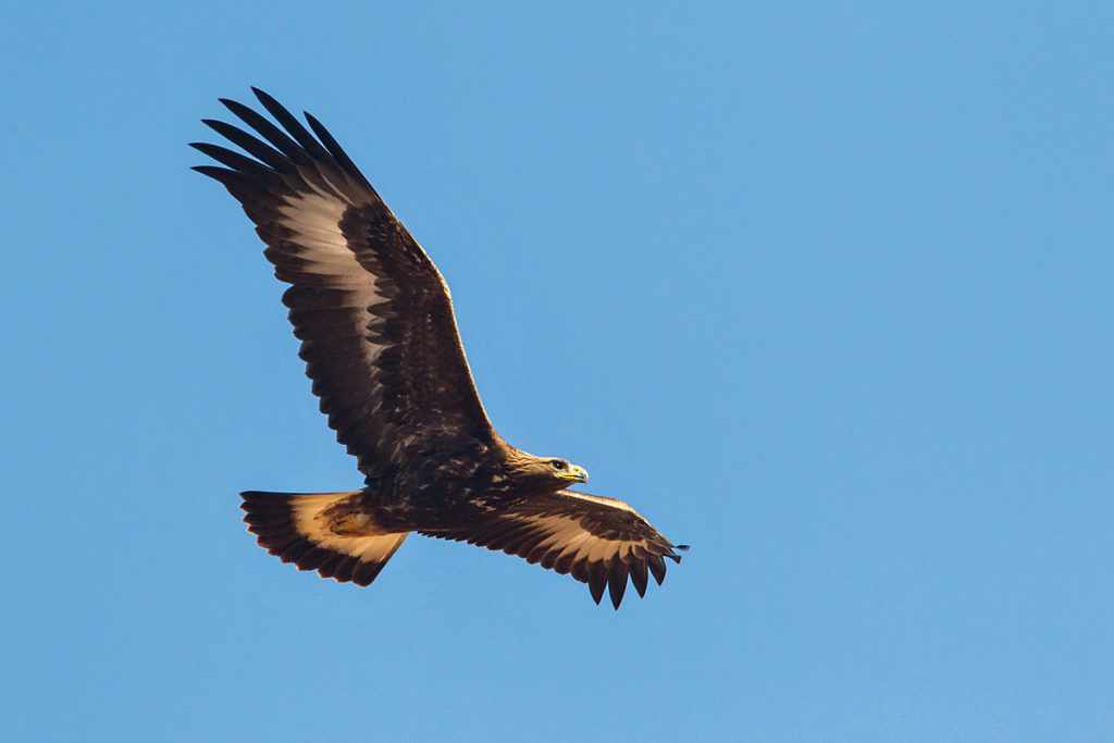 Steinadler, Aquila chrysaetos, Golden Eagle, vögel, birds, greifvögel, Accipitriformes, raptors, adler, eagle, flug, unterseite, fliegender steinadler