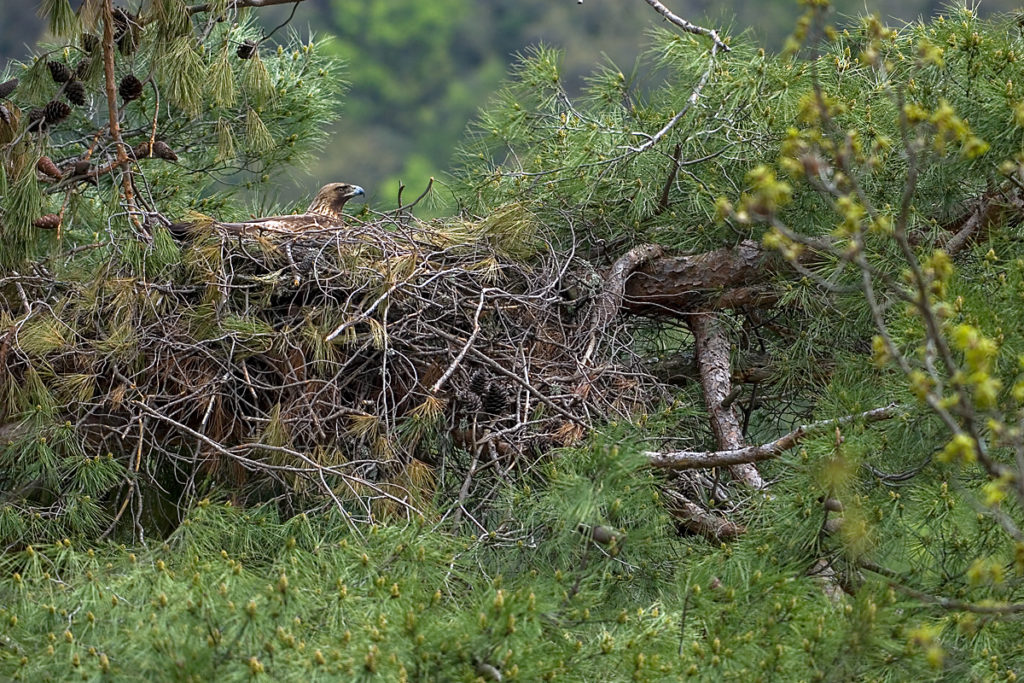 Steinadler, Aquila chrysaetos, Golden Eagle, vögel, birds, greifvögel, Accipitriformes, raptors, adler, eagle, nest, horst, altvogel, brut, brütend