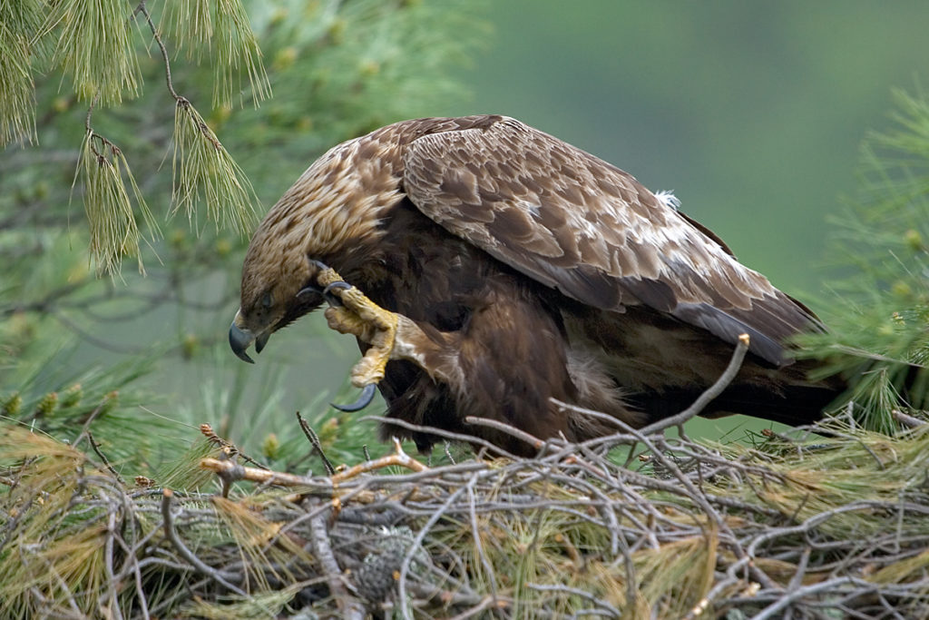 Steinadler, Aquila chrysaetos, Golden Eagle, vögel, birds, greifvögel, Accipitriformes, raptors, adler, eagle, nest, horst, altvogel, kralle, füße