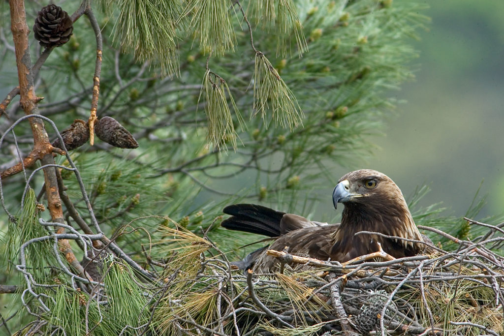 Steinadler, Aquila chrysaetos, Golden Eagle, vögel, birds, greifvögel, Accipitriformes, raptors, adler, eagle, nest, horst, altvogel, brut, brütend