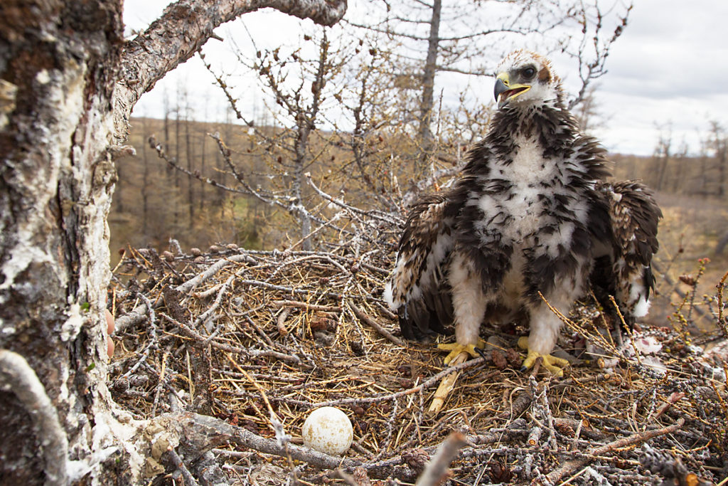 Steinadler, Aquila chrysaetos, Golden Eagle, vögel, birds, greifvögel, Accipitriformes, raptors, adler, eagle, nest, horst, jungvogel, juvenil, ei