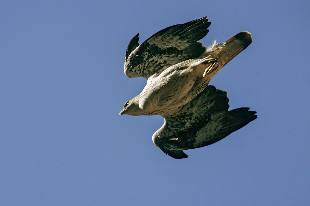 Habichtsadler, Aquila fasciata, Bonelli`s Eagle, vögel, birds, greifvögel, Accipitriformes, raptors, adler, eagle, jadg, beute, sturzflug