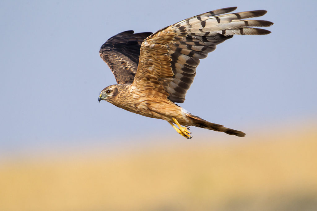 Wiesenweihe, Circus pygargus, Montagu`s Harrier, greifvögel, Accipitriformes, raptors, vögel, birds, weibchen, flug, fliegend