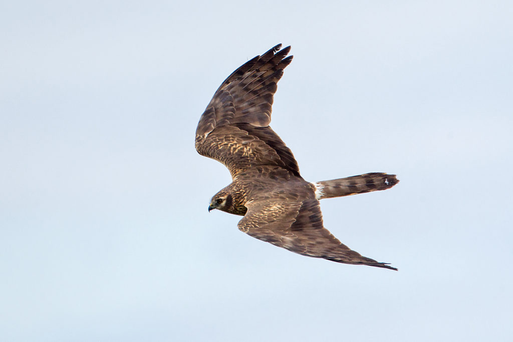 Wiesenweihe, Circus pygargus, Montagu`s Harrier, greifvögel, Accipitriformes, raptors, vögel, birds, flug, fliegend, Weibchen