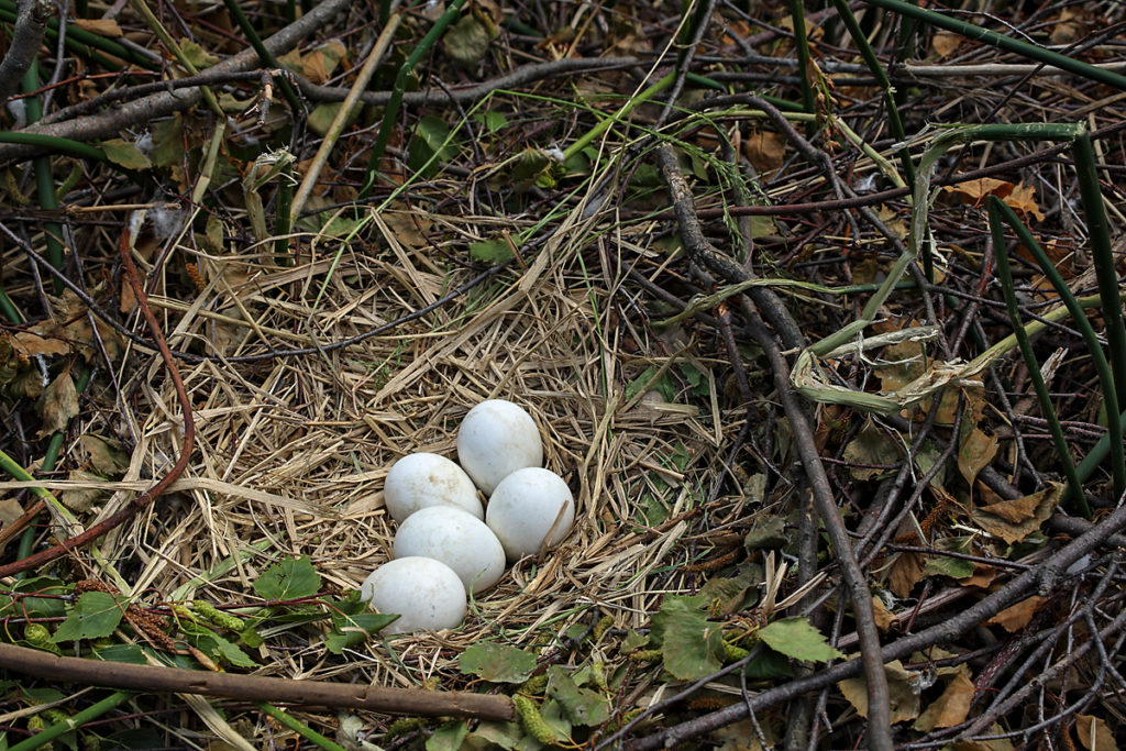 Rohrweihe, Circus aeruginosus, Marsh Harrier, greifvögel, Accipitriformes, raptors, vögel, birds, gelege, eier