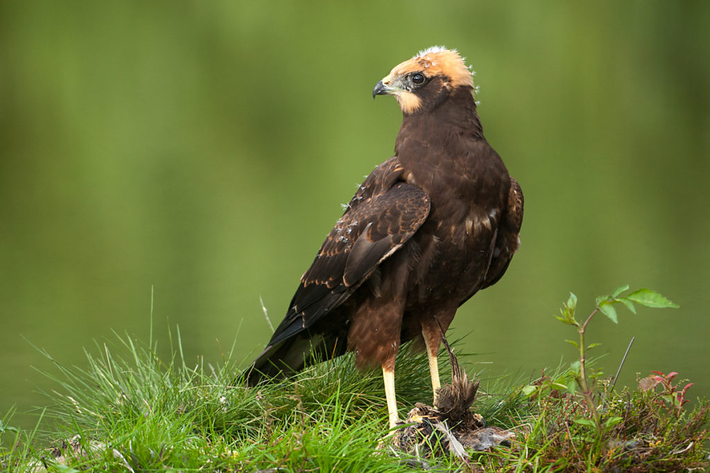 Rohrweihe, Circus aeruginosus, Marsh Harrier, greifvögel, Accipitriformes, raptors, vögel, birds, jungvogel, juvenil