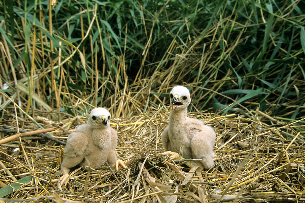 Rohrweihe, Circus aeruginosus, Marsh Harrier, greifvögel, Accipitriformes, raptors, vögel, birds, nestlinge