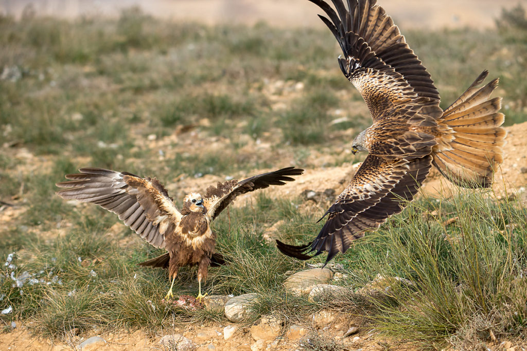 Rohrweihe, Circus aeruginosus, Marsh Harrier, greifvögel, Accipitriformes, raptors, vögel, birds, Roter Milan, Rotmilan, Milvus milvus, Red Kite