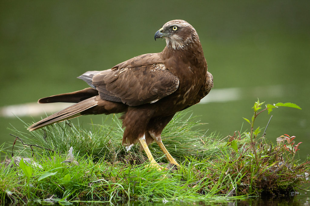 Rohrweihe, Circus aeruginosus, Marsh Harrier, greifvögel, Accipitriformes, raptors, vögel, birds, weibchen, female