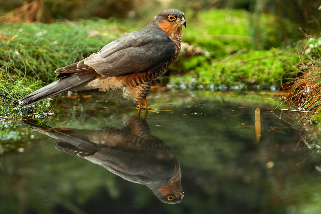 Sperber, Accipiter nisus, Sparrowhawk, vögel, birds, greifvögel, Accipitriformes, raptors, vogelbad, vogeltränke, badender sperber