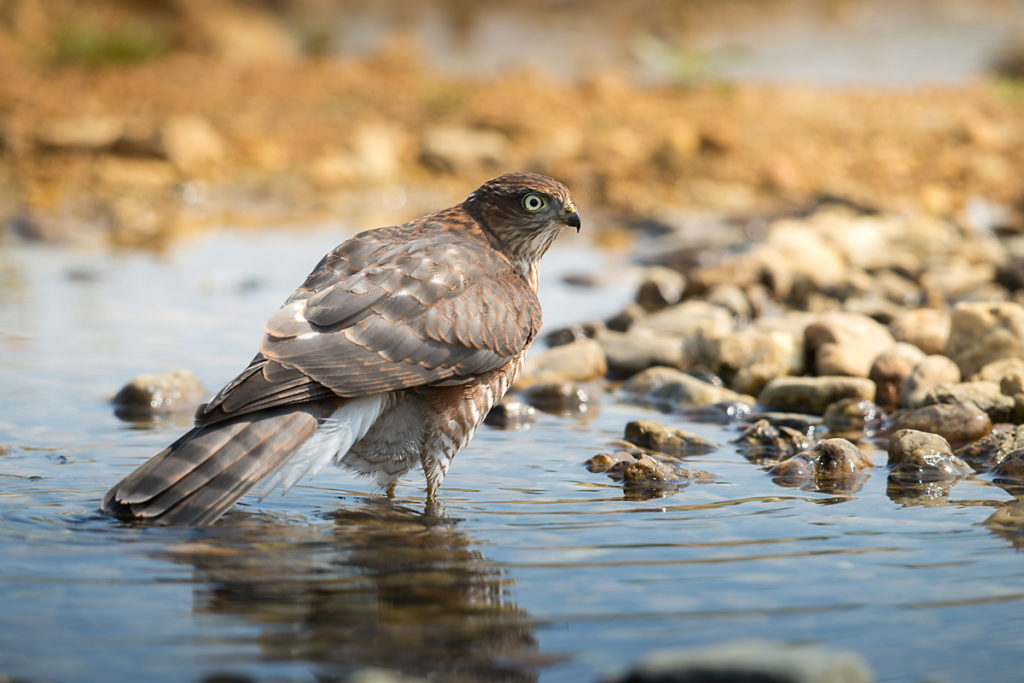 Sperber, Accipiter nisus, Sparrowhawk, vögel, birds, greifvögel, Accipitriformes, raptors, vogelbad, vogeltränke, badender sperber