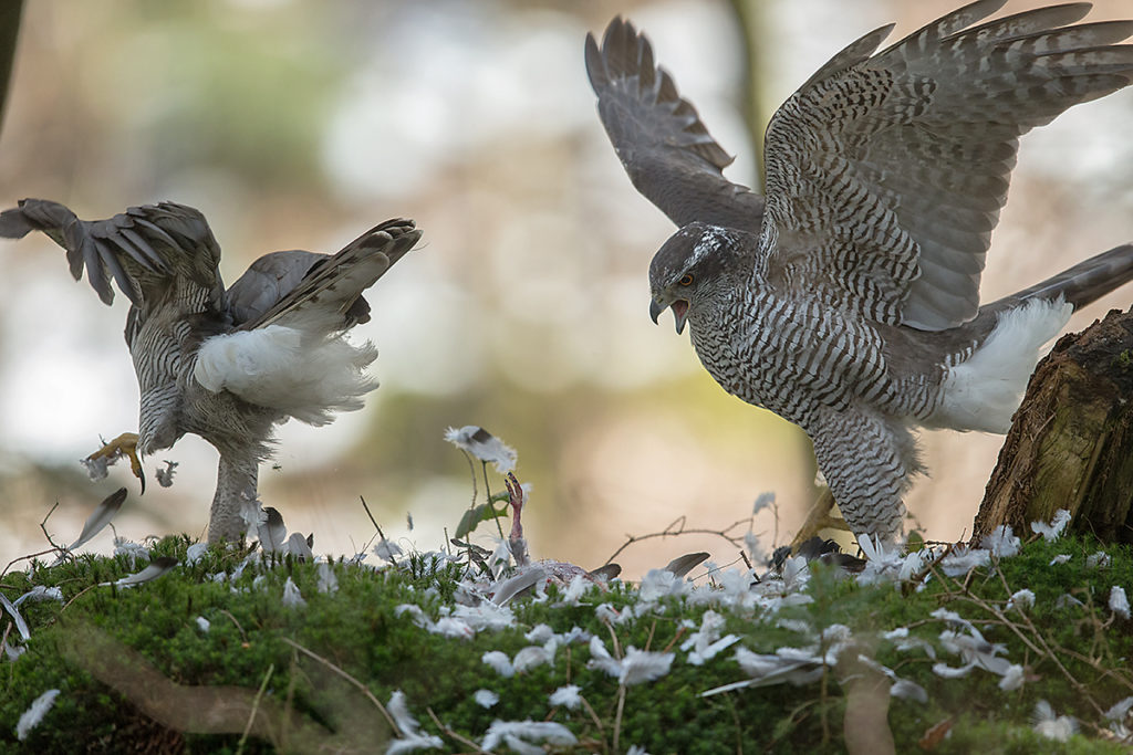 Habicht, Accipiter gentilis, Goshawk, greifvögel, Accipitriformes, raptors, vögel, birds