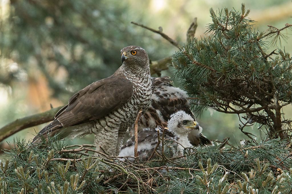 Habicht, Accipiter gentilis, Goshawk, greifvögel, Accipitriformes, raptors, vögel, birds, nest, horst