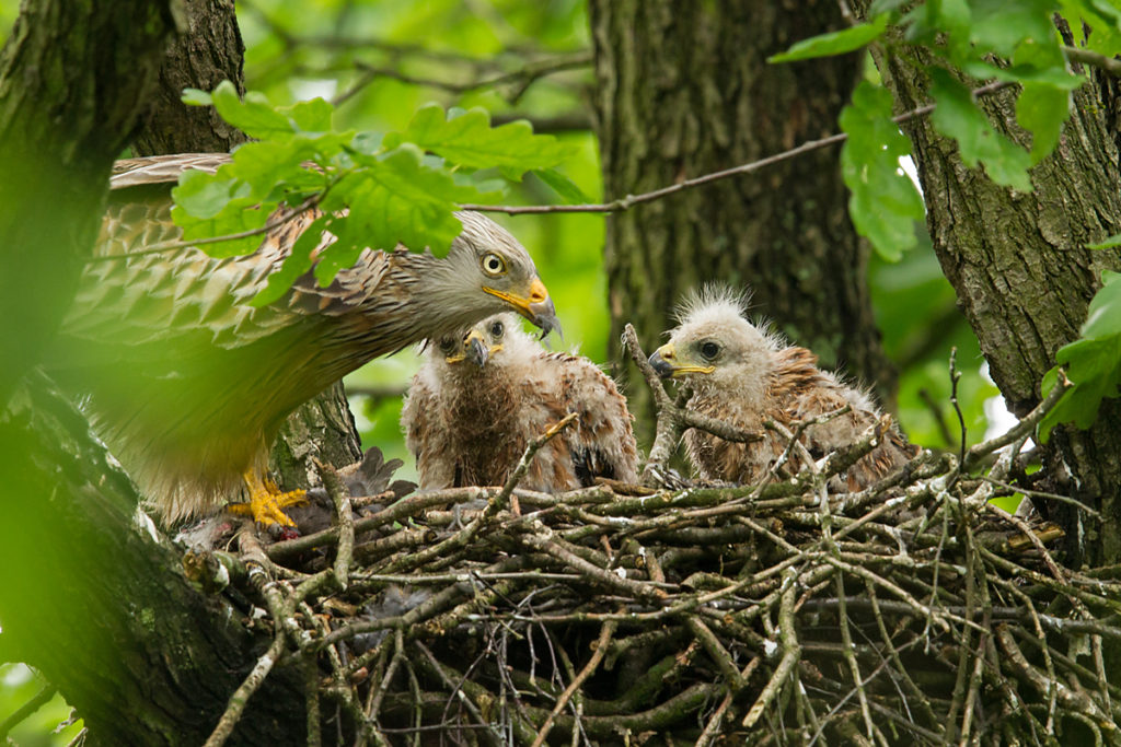 Roter Milan, Rotmilan, Milvus milvus, Red Kite, greifvögel, Accipitriformes, raptors, vögel, birds, nest, horst, brut, jungvögel