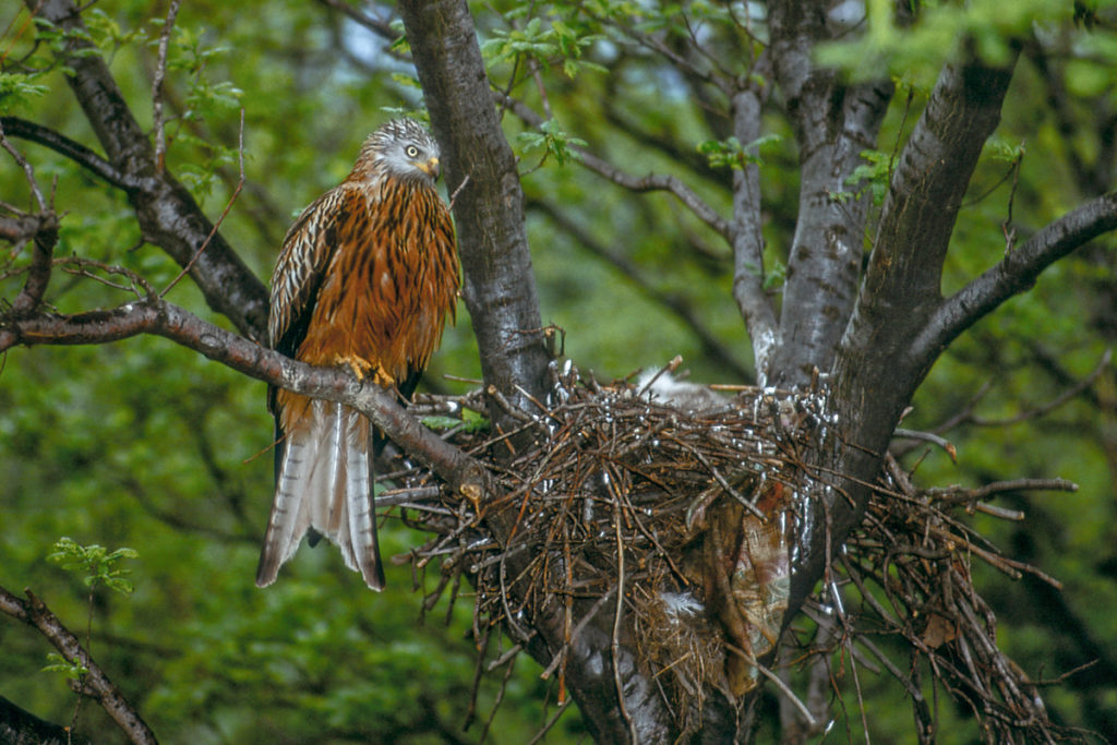 Roter Milan, Rotmilan, Milvus milvus, Red Kite, greifvögel, Accipitriformes, raptors, vögel, birds, nest, horst, brut, jungvögel