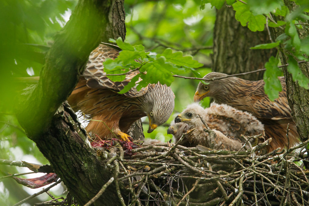 Roter Milan, Rotmilan, Milvus milvus, Red Kite, greifvögel, Accipitriformes, raptors, vögel, birds, nest, horst, brut, jungvögel