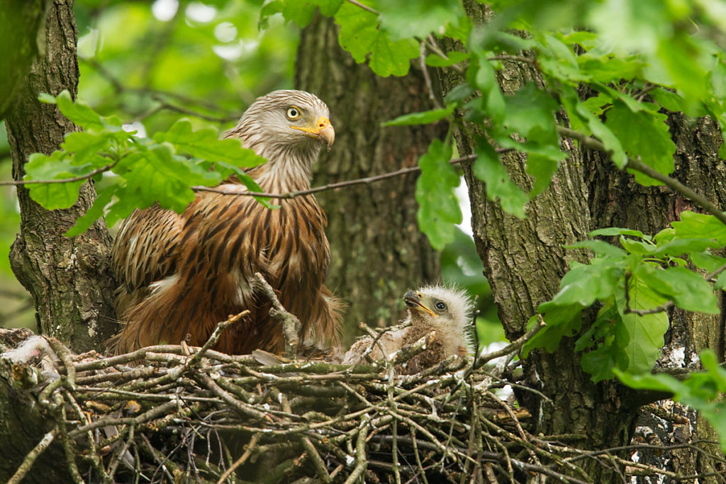 Roter Milan, Rotmilan, Milvus milvus, Red Kite, greifvögel, Accipitriformes, raptors, vögel, birds, nest, horst, brut, jungvögel