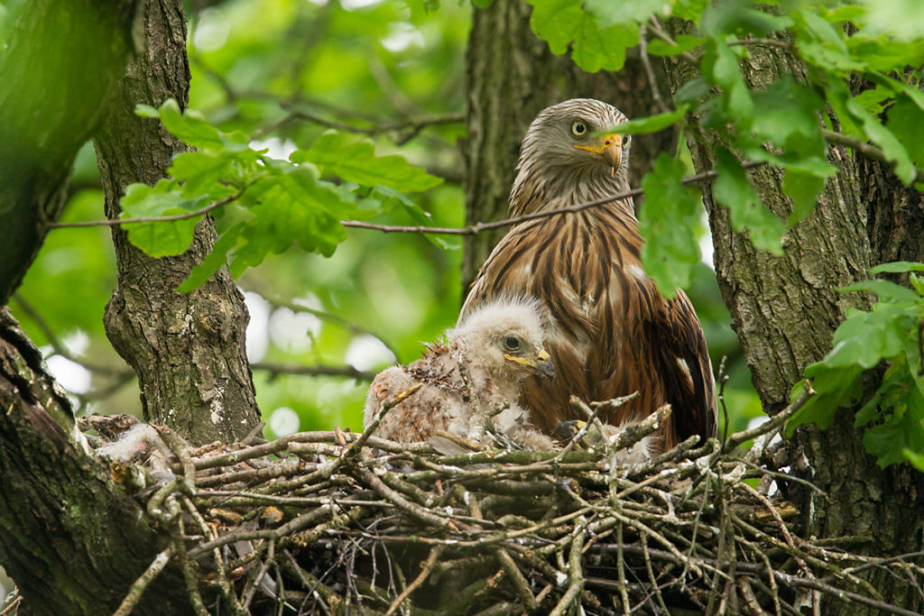 Roter Milan, Rotmilan, Milvus milvus, Red Kite, greifvögel, Accipitriformes, raptors, vögel, birds, nest, horst, brut, jungvögel