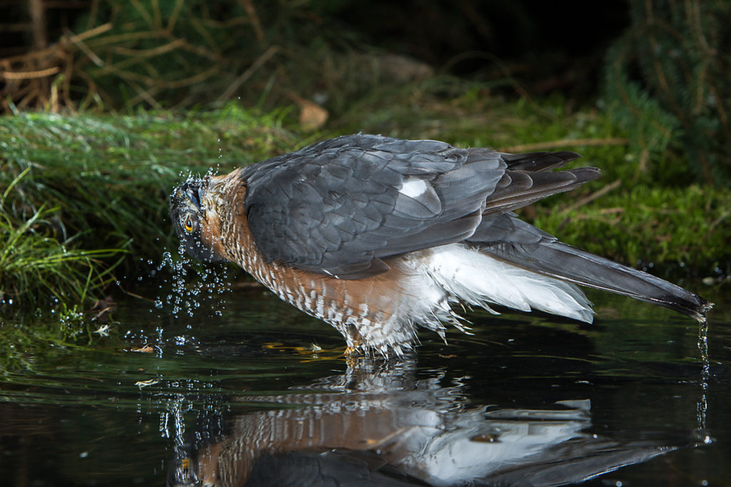 Sperber, Accipiter nisus, Sparrowhawk, vögel, birds, greifvögel, Accipitriformes, raptors, vogelbad, vogeltränke, badender sperber