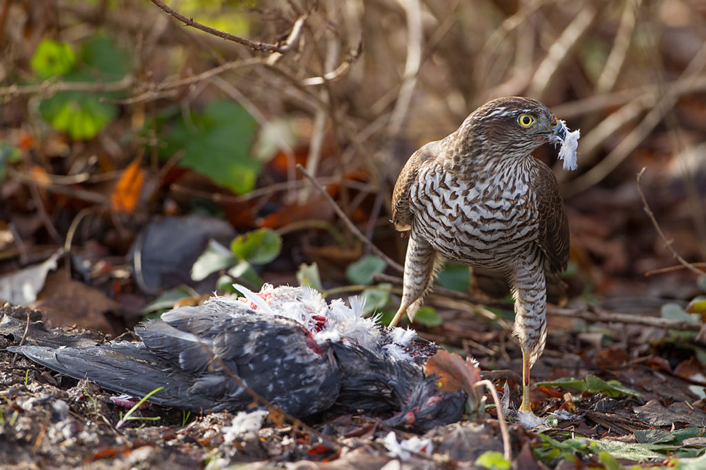 Sperber, Accipiter nisus, Sparrowhawk, vögel, birds, greifvögel, Accipitriformes, raptors, jagd, beute, taube