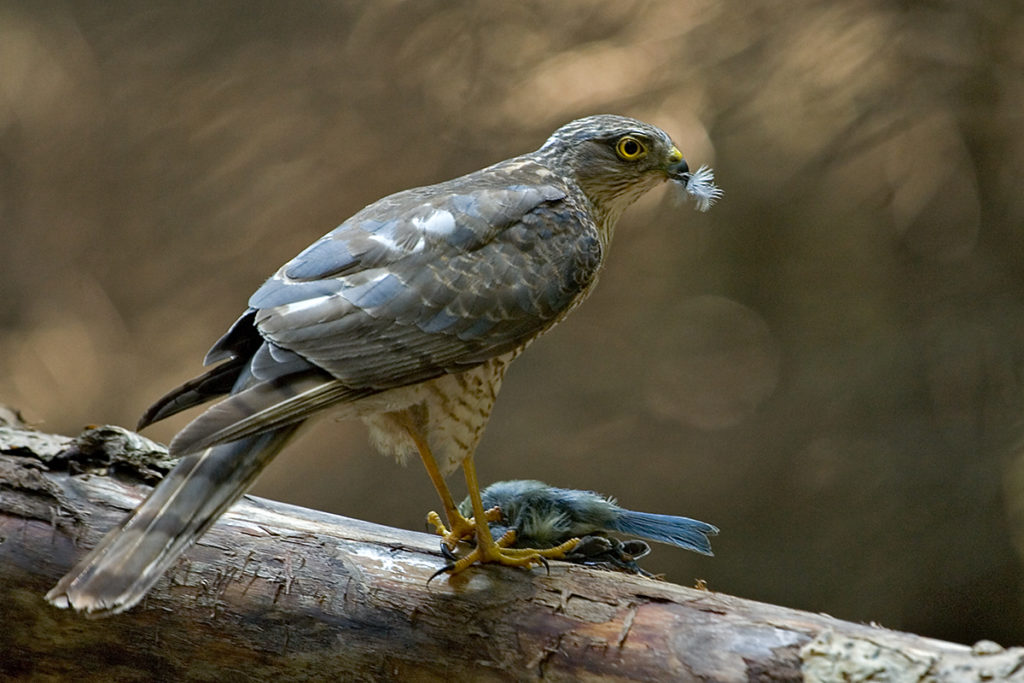 Sperber, Accipiter nisus, Sparrowhawk, vögel, birds, greifvögel, Accipitriformes, raptors, jagd, beute, blaumeise