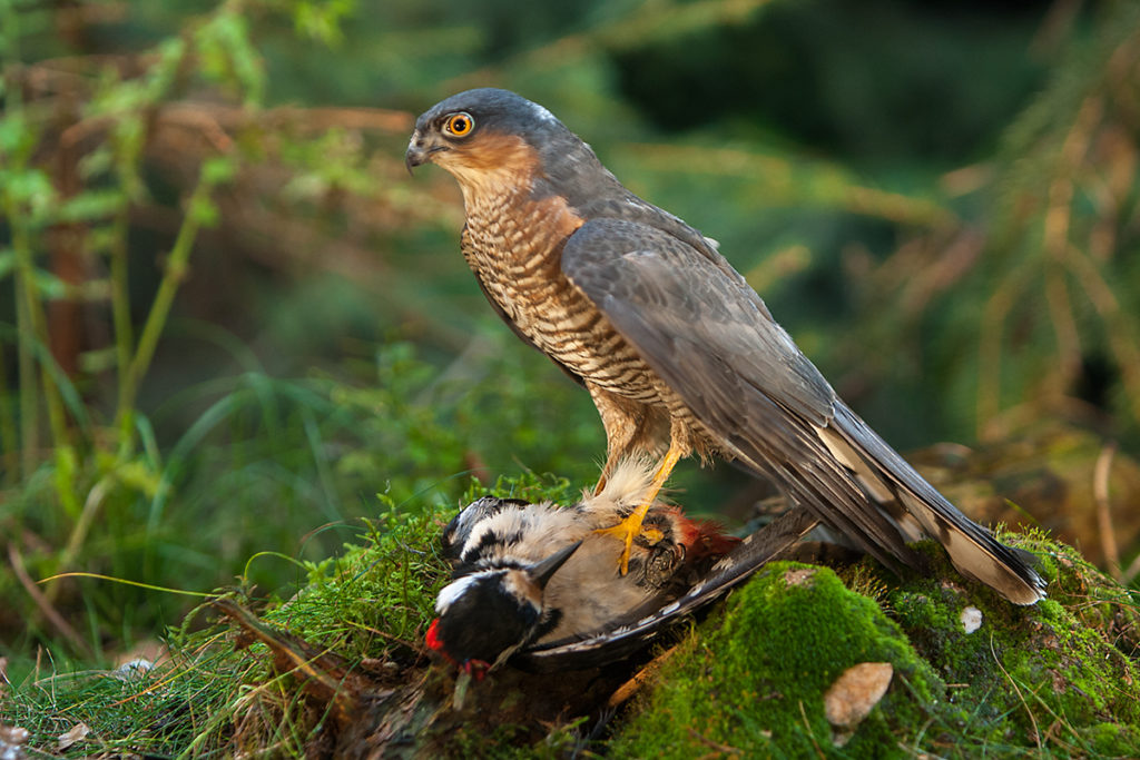 Sperber, Accipiter nisus, Sparrowhawk, vögel, birds, greifvögel, Accipitriformes, raptors, jagd, beute, buntspecht