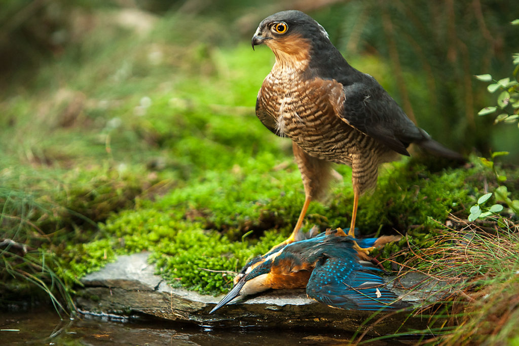 Sperber, Accipiter nisus, Sparrowhawk, vögel, birds, greifvögel, Accipitriformes, raptors, jagd, beute, eisvogel