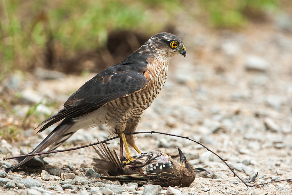 Sperber, Accipiter nisus, Sparrowhawk, vögel, birds, greifvögel, Accipitriformes, raptors, jagd, beute, star