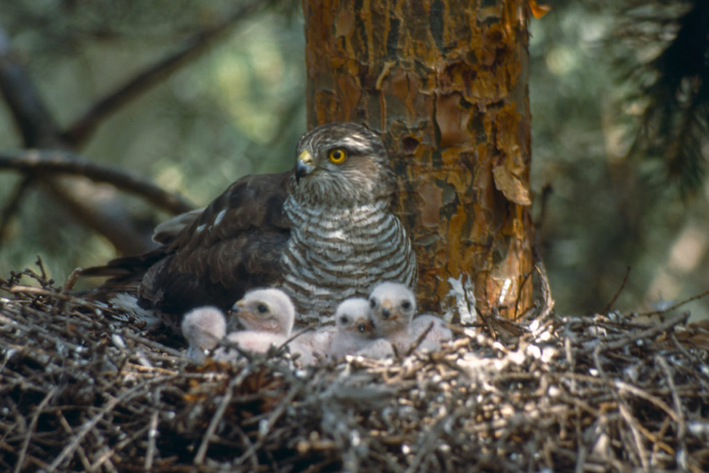 Sperber, Accipiter nisus, Sparrowhawk, vögel, birds, greifvögel, Accipitriformes, raptors, nest, brut