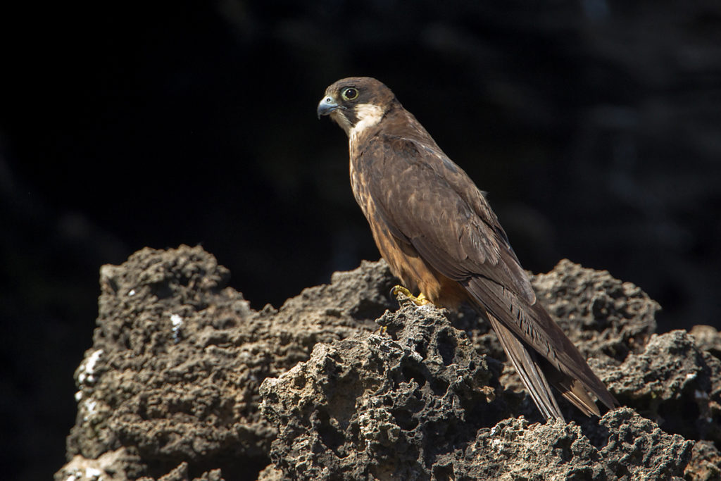 Eleonora`s Falcon; Eleonorenfalke; Falco eleonorae; ad.; birds; falconiformes; greifvögel; marokko; pröhl; raptors; vögel