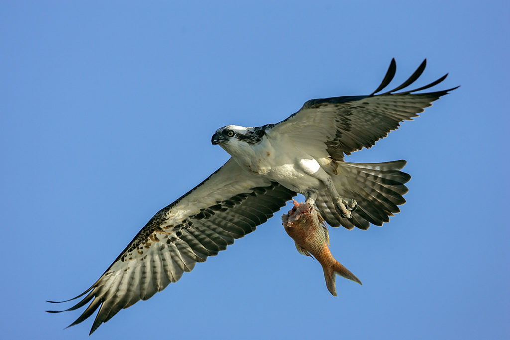 Fischadler; Pandion haliaetus; flug; greifvögel; pröhl