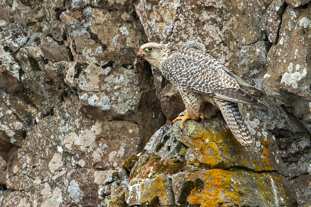 Falco rusticolus; Gerfalke; Gyrfalcon; Iceland; Island; Islandfalke; Kretschet; ad.; adult; birds; falconiformes; greifvögel; pröhl; raptors; vögel