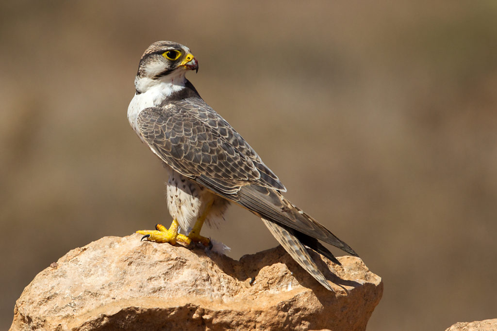 Falco biarmicus erlangeri; Lanner; Lannerfalke; Lannerfalke sspec.1; Morocco; birds; falconiformes; greifvögel; marokko; pröhl; raptors; vögel