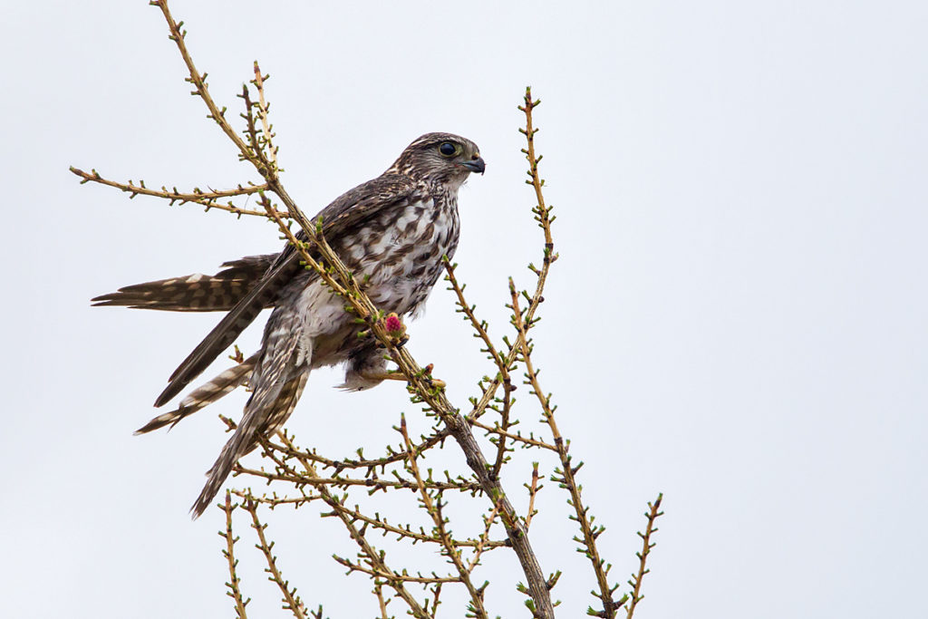 Falco columbarius; Jamal-Halbinsel; Merlin; Russland; Samojeden-Halbinsel; Sibirien; Yamal Peninsula; birds; falconiformes; female; greifvögel; pröhl; raptors; russia; vögel; weibchen