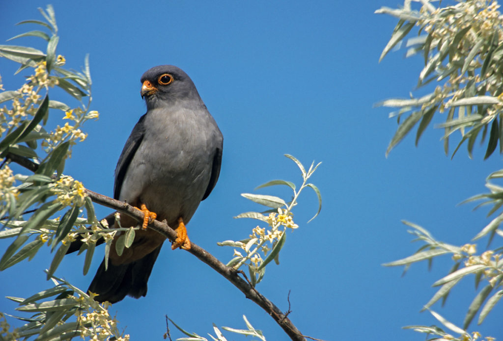 Falco vespertinus; Rotfußfalke; greifvögel; männchen; pröhl; ungarn