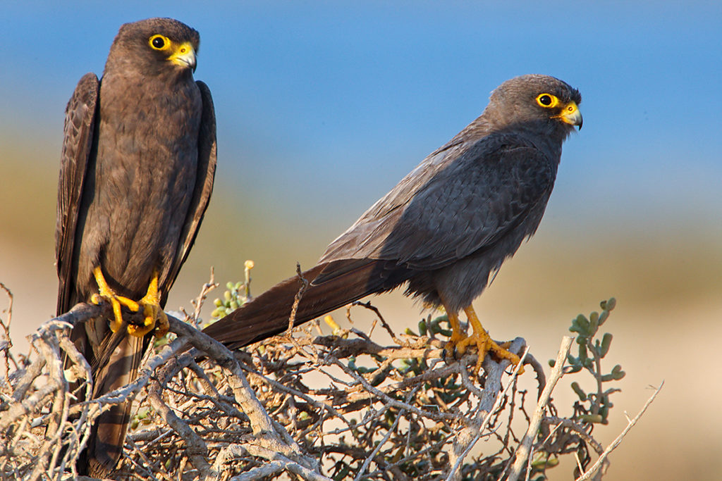 Falco concolor; Schieferfalke; Sooty Falcon; birds; falconiformes; greifvögel; pröhl; raptors; vögel; Ägypten