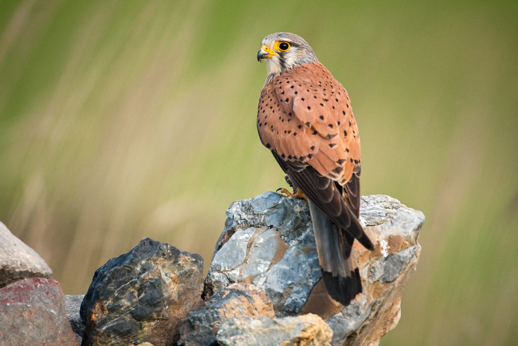 Falco tinnunculus; Kestrel; Turmfalke; birds; falconiformes; falken; greifvögel; male; männchen; pröhl; raptors; vögel