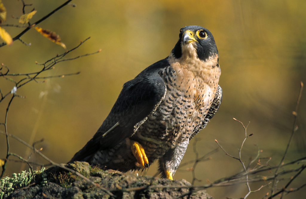 Falco peregrinus; Wanderfalke; greifvögel; pröhl